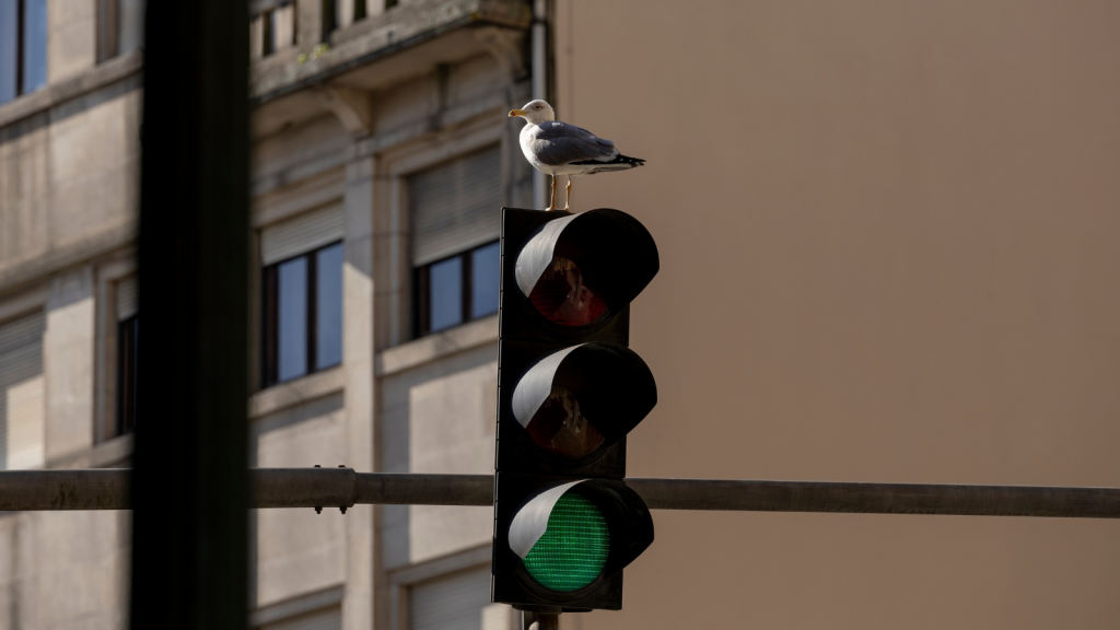 Urban Gull