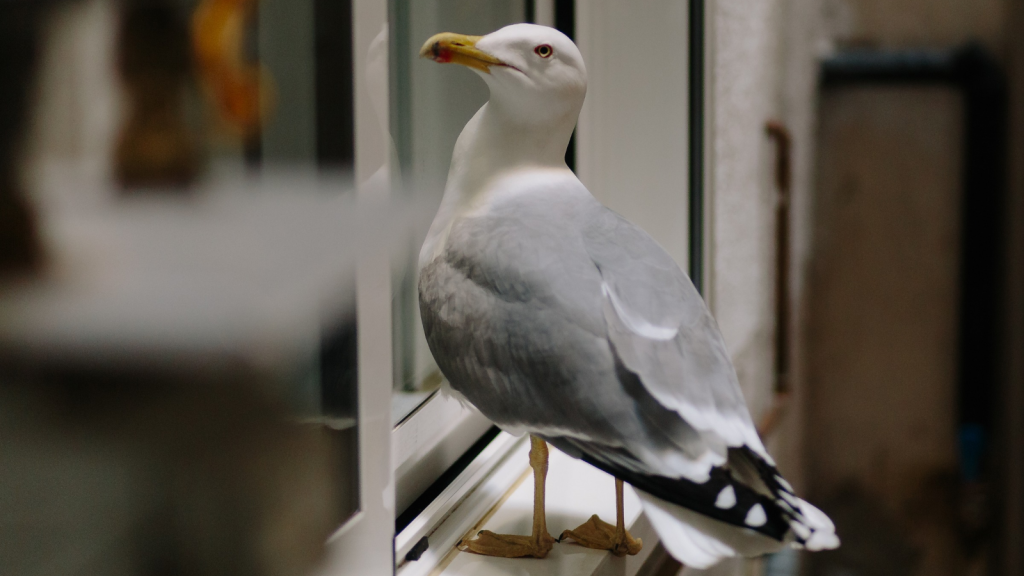 Urban Gull