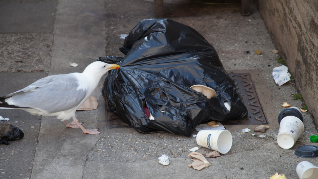 Urban Gull