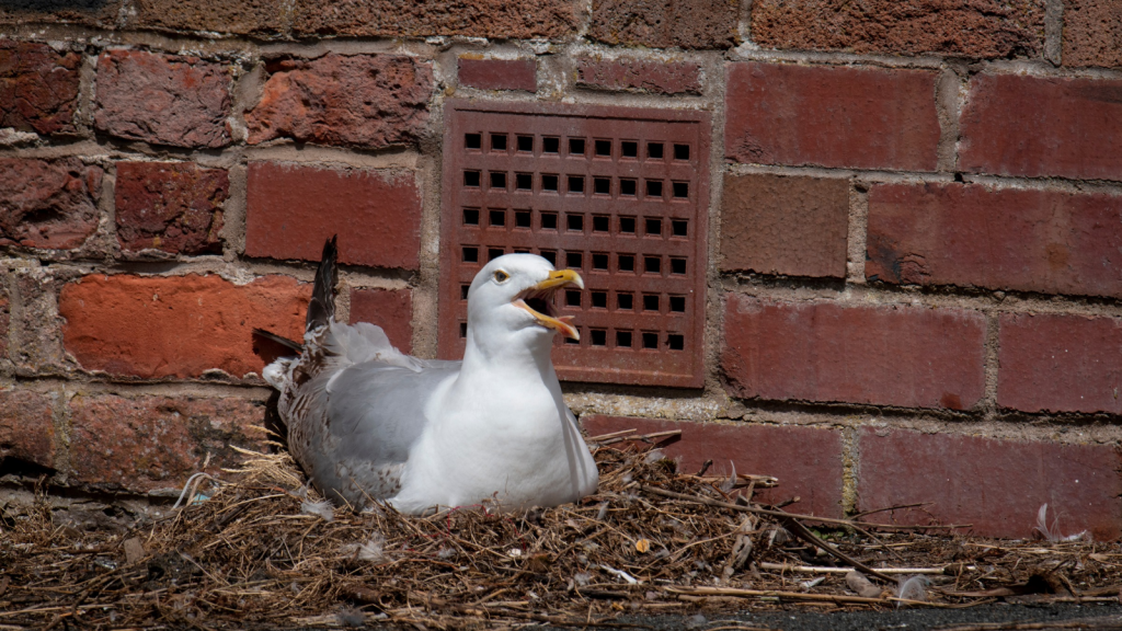 Urban Gull