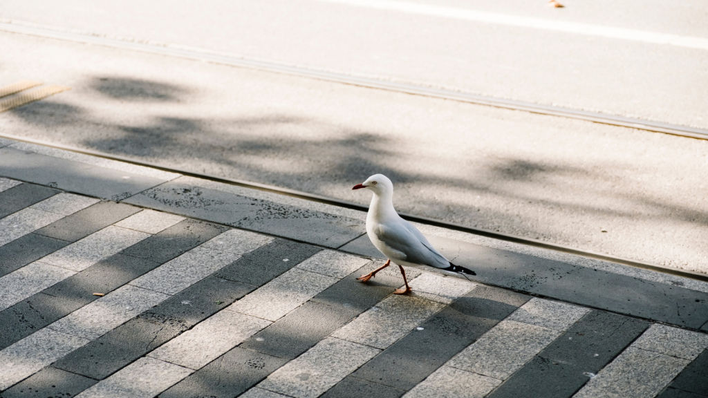 Urban Gull