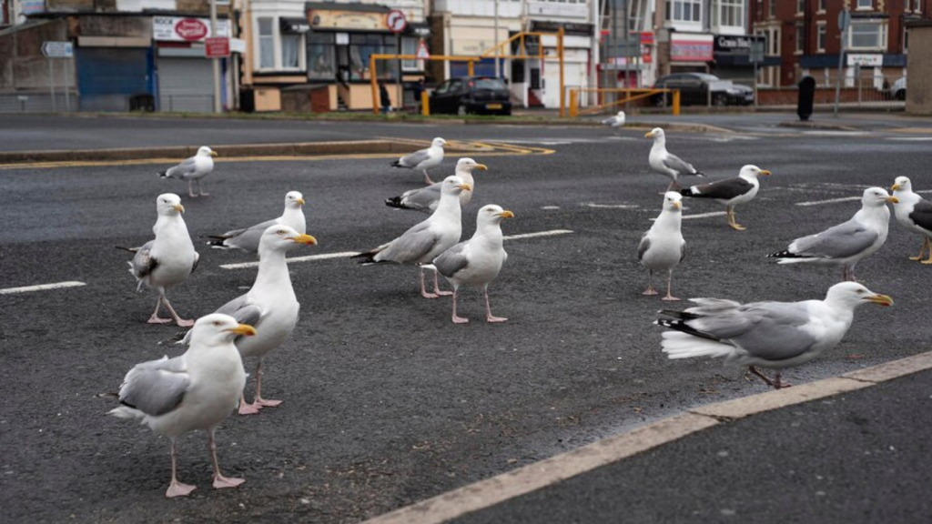 Urban Gull