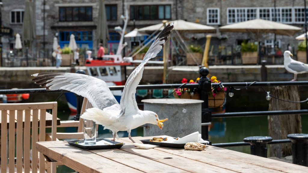 Urban Gull