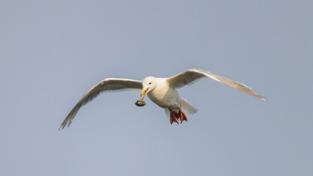 Urban Gull