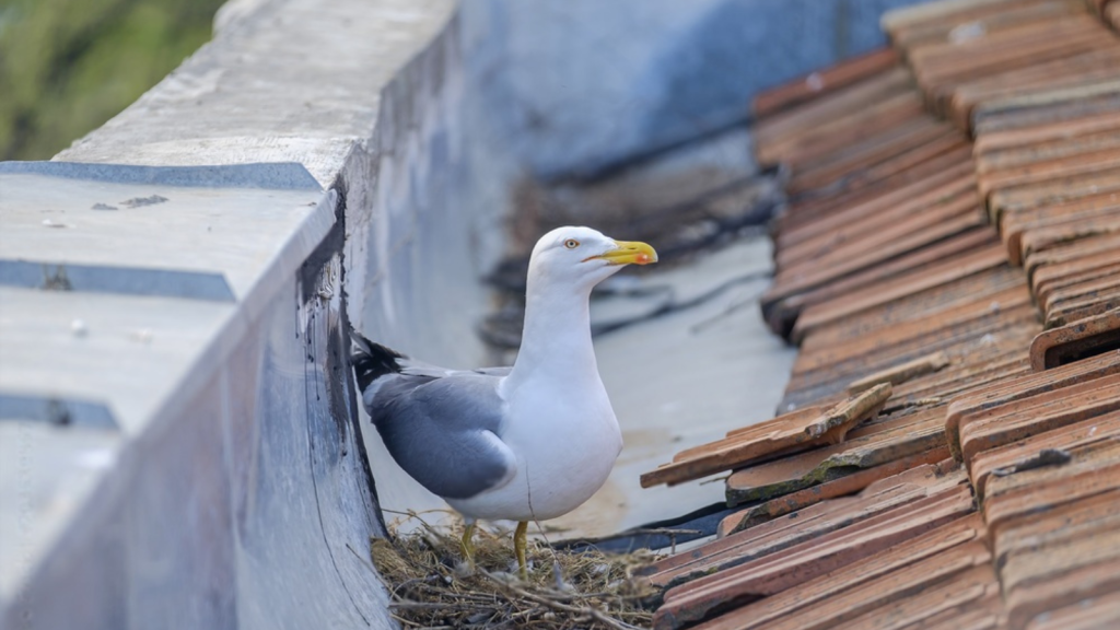 Urban Gull