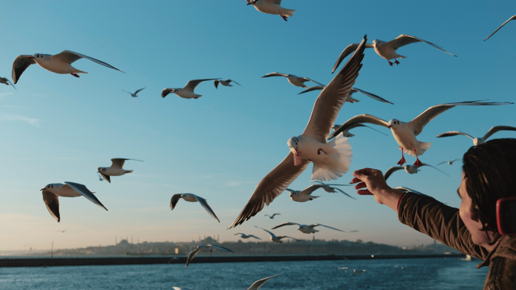 Urban Gull