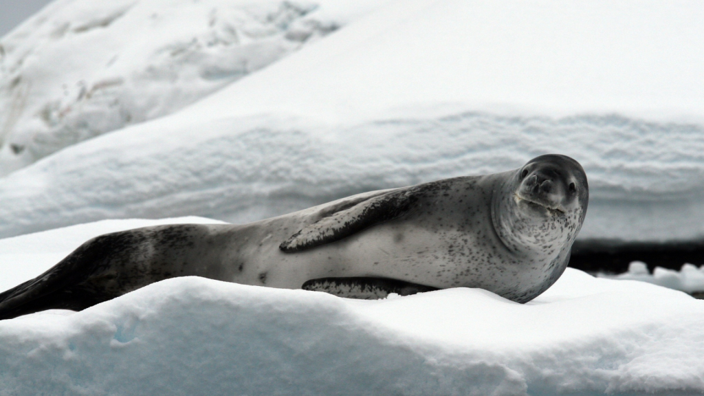 Leopard Seal