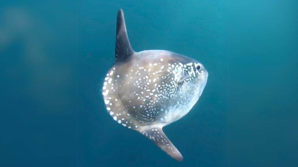 Hoodwinker Sunfish