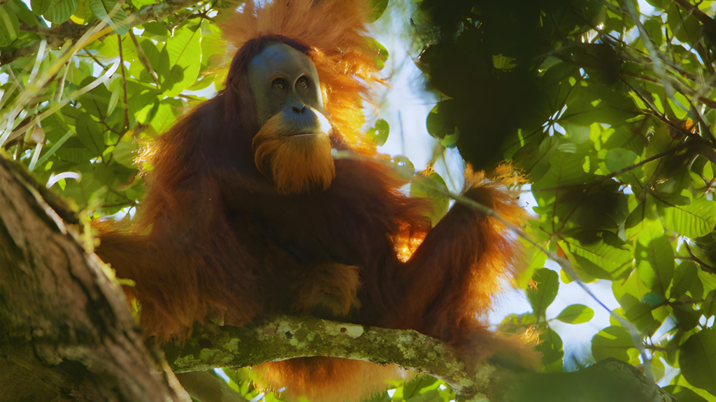 Tapanuli Orangutan | 15 Strangest Creatures Discovered in the Last Decade