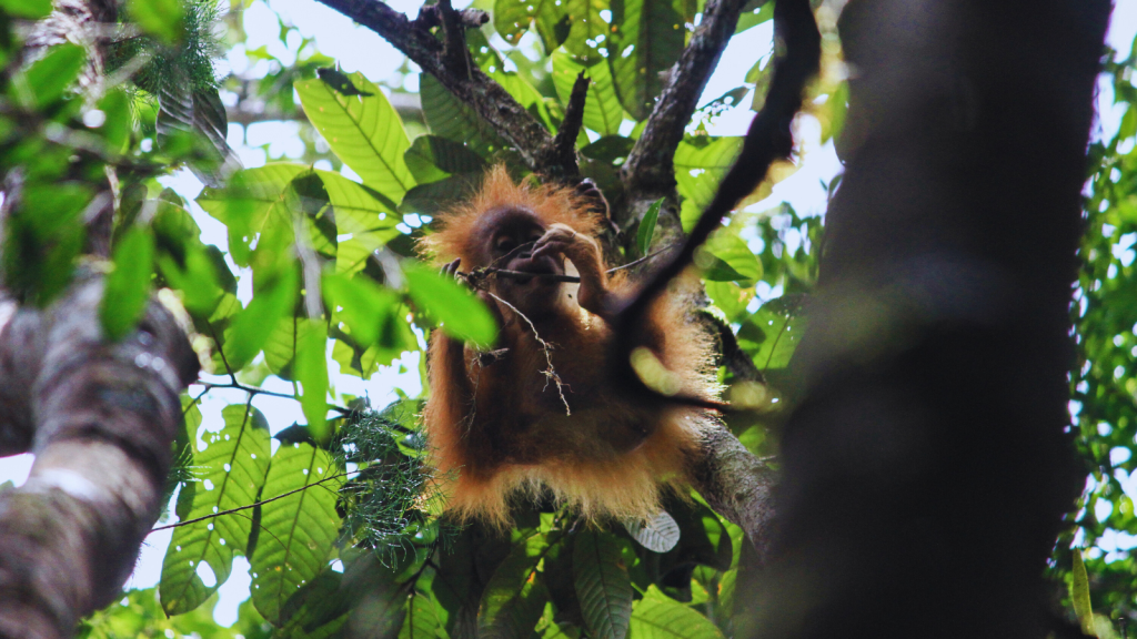 Tapanuli Orangutan