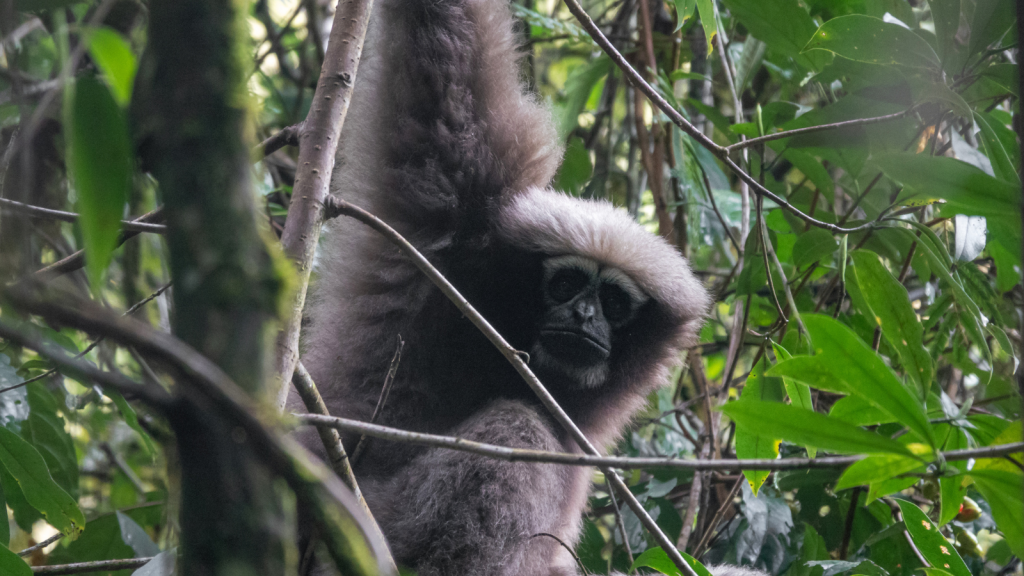 Skywalker Hoolock Gibbon