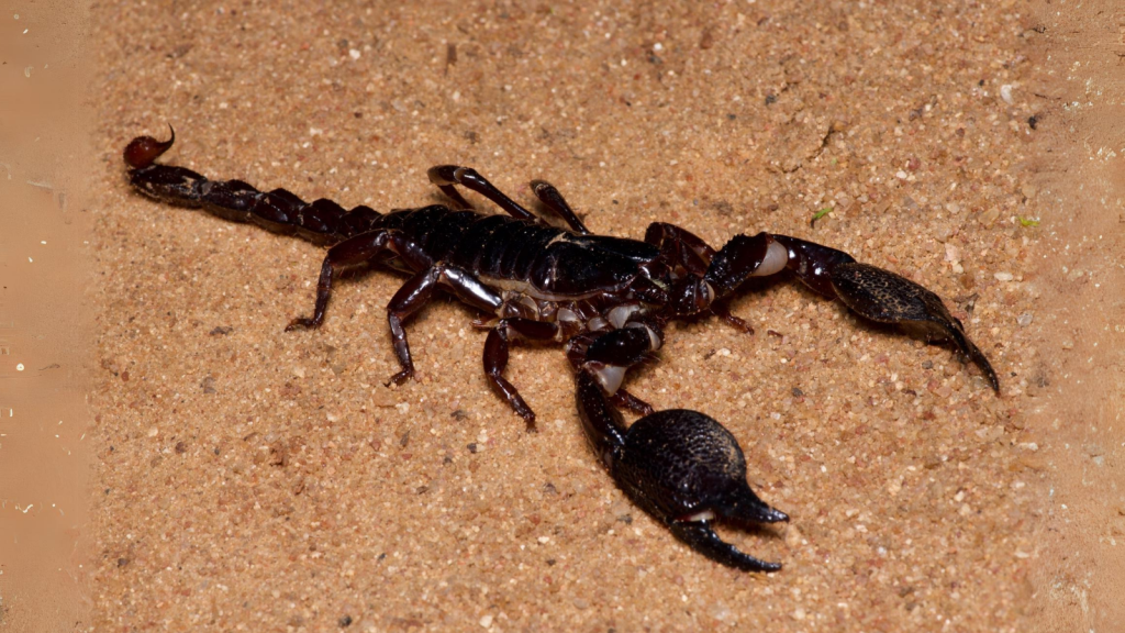 Heterometrus Yaleensis Scorpion