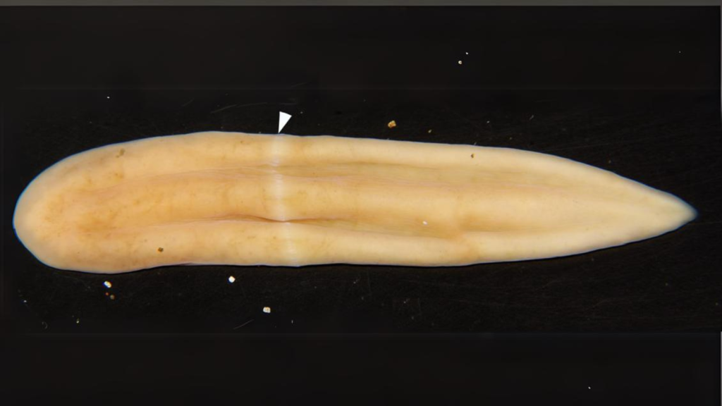 Xenoturbella Japonica