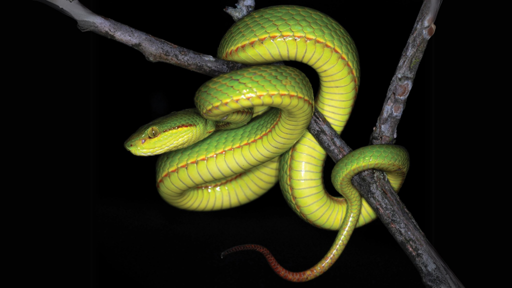 Salazar's Pit Viper