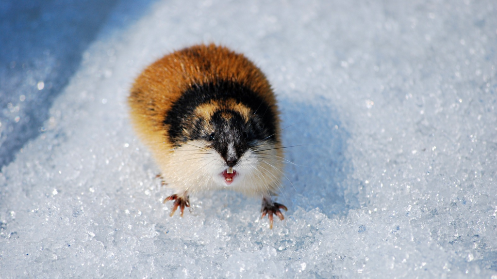 Lemming