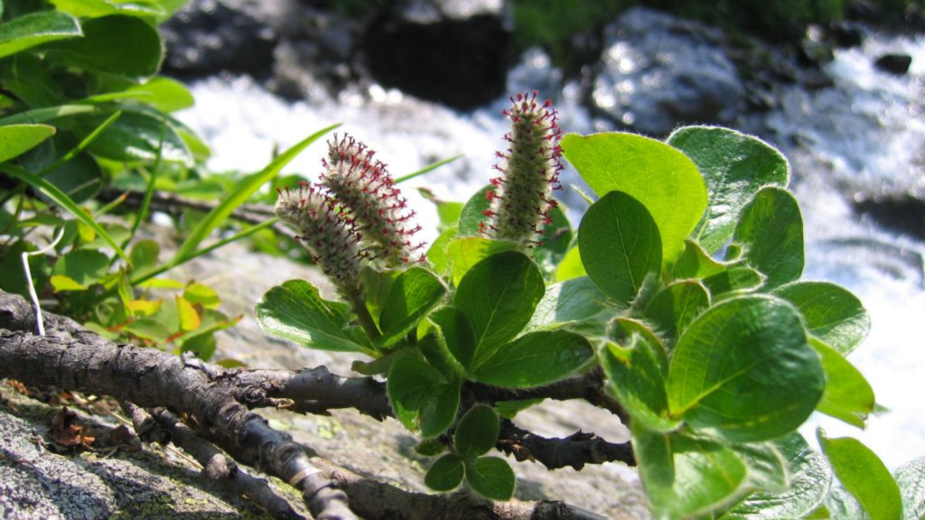 Arctic Willow