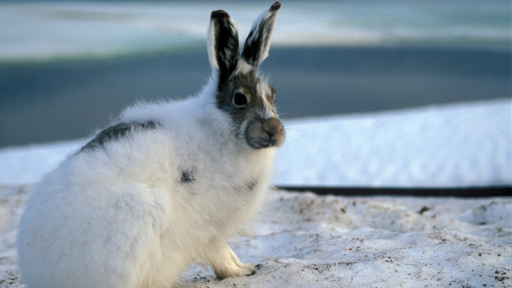 Arctic Hare