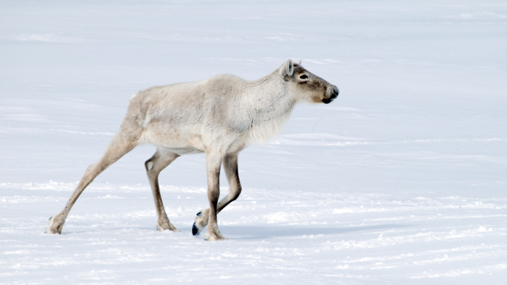 Caribou