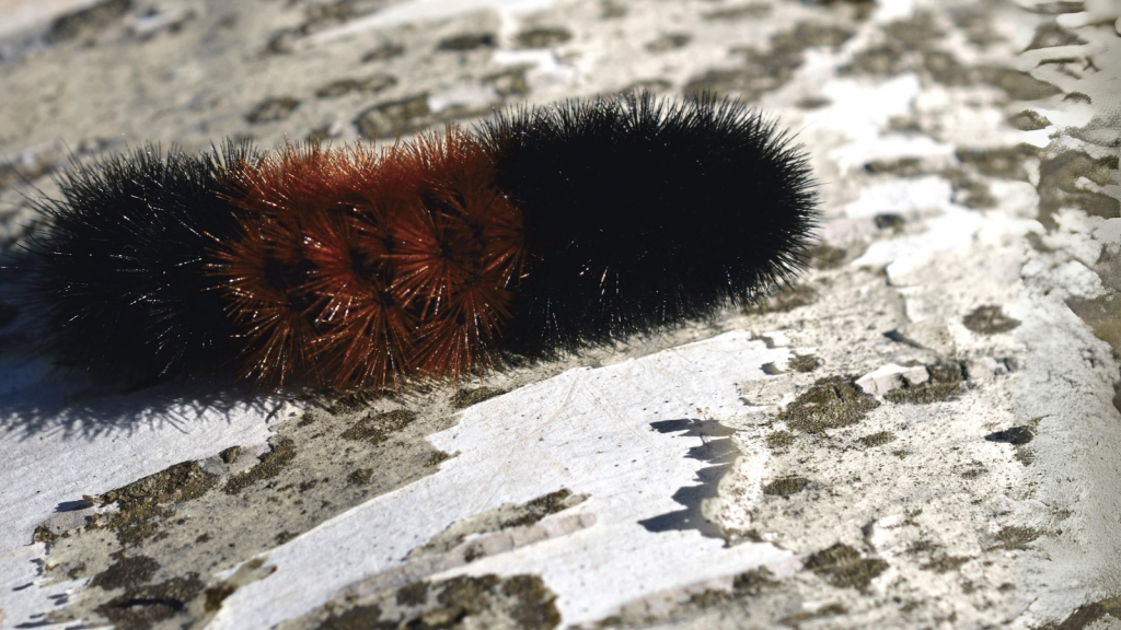 The Woolly Bear Caterpillar