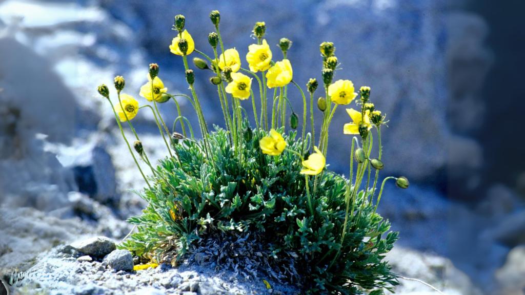 Arctic Poppy