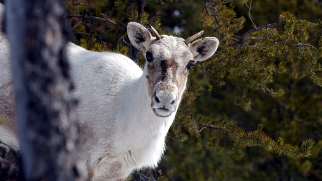 Caribou | 13 Weird Wonders of the Arctic Tundra