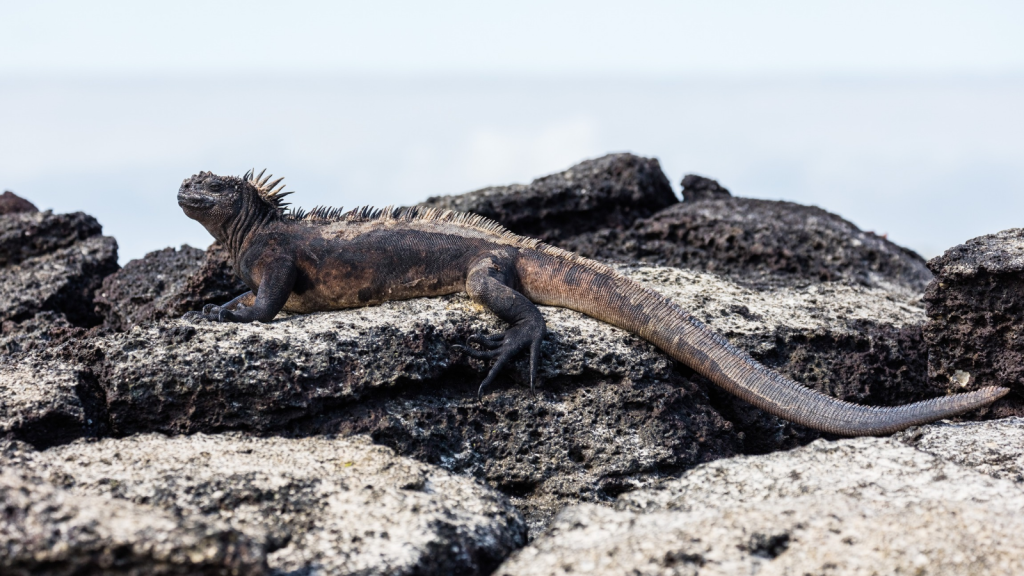 Marine Iguana