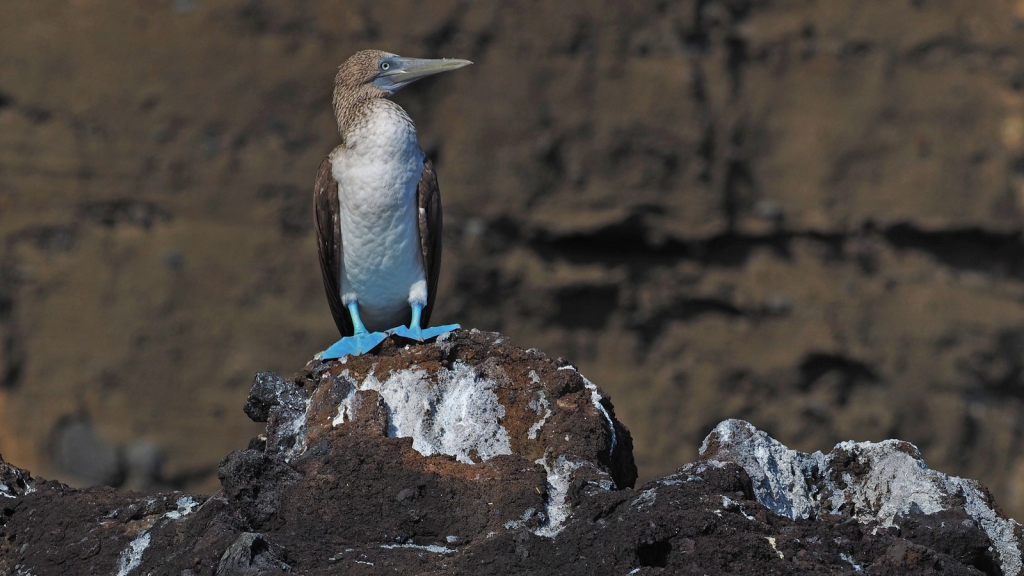 Blue-Footed Booby