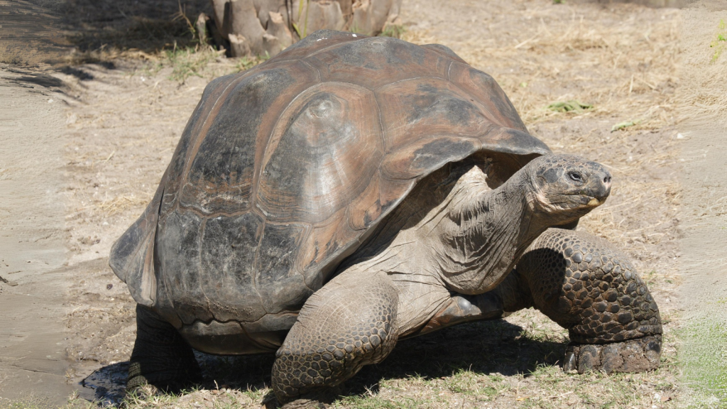 Giant Tortoise