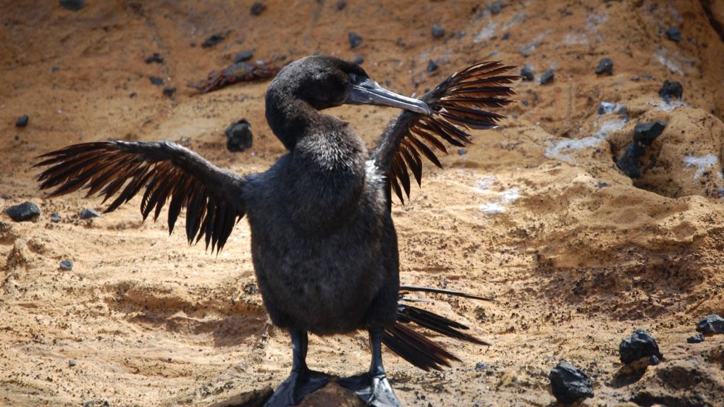 Flightless Cormorant