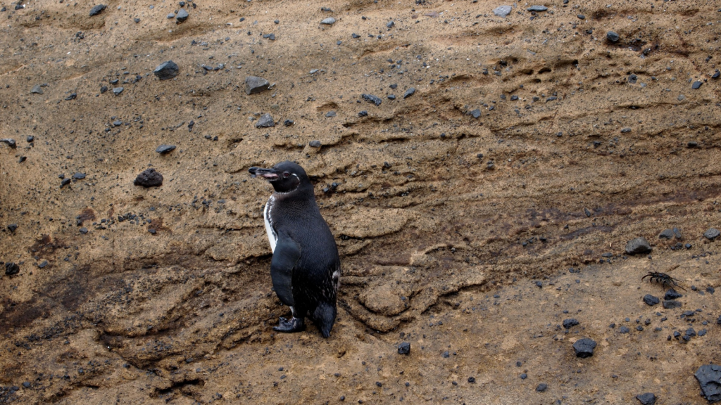 Galapagos Penguin