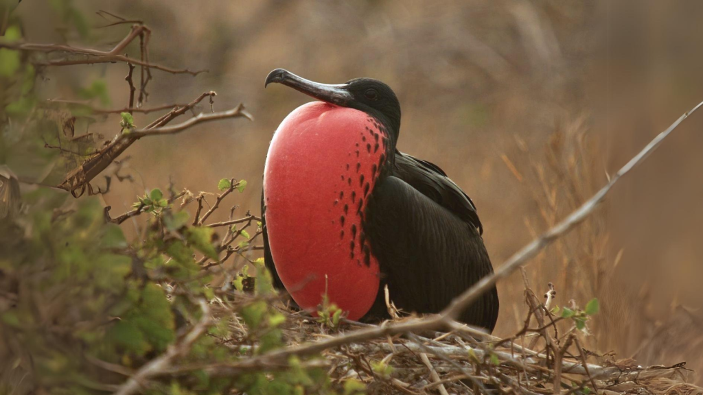 Magnificent Frigatebird