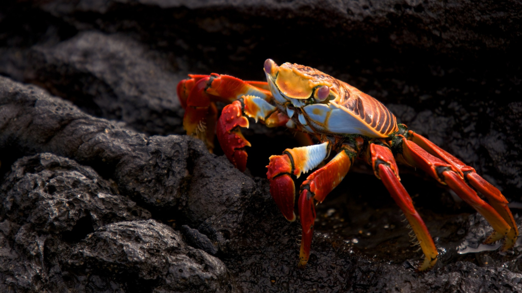 Sally Lightfoot Crab | 13 Weird and Wonderful Animals of the Galapagos Islands