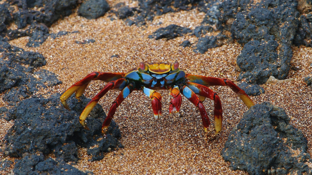 Sally Lightfoot Crab