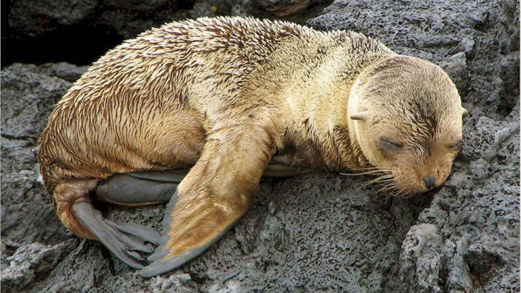 Galapagos Fur Seal