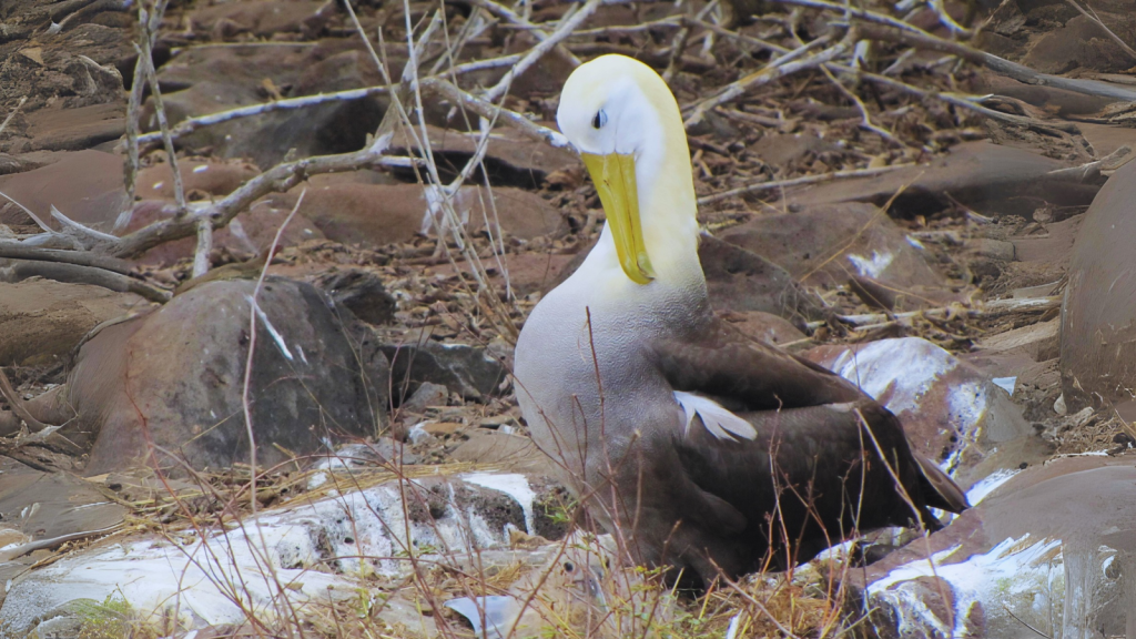 Waved Albatross