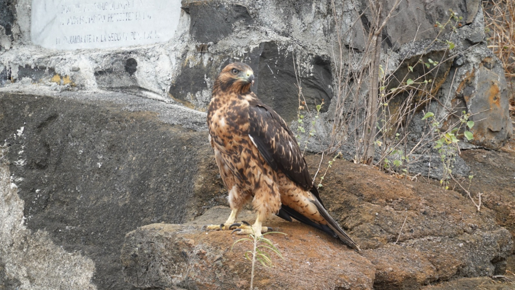 Galapagos Hawk