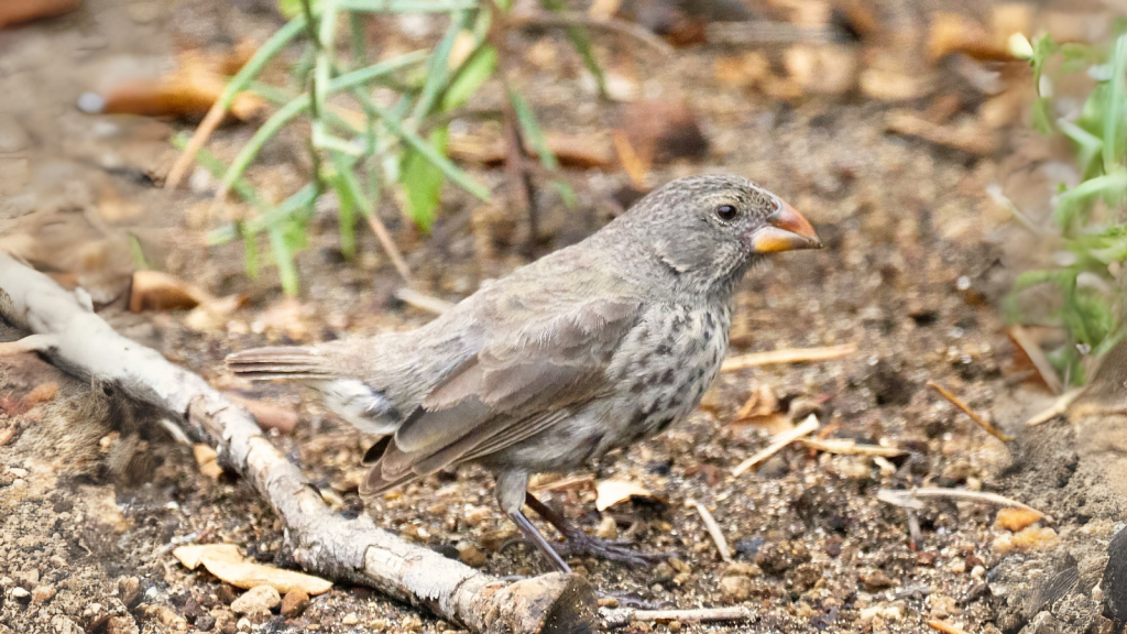 Darwin's Finches