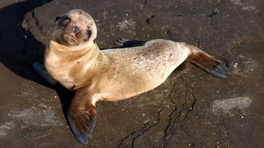 Galapagos Sea Lion