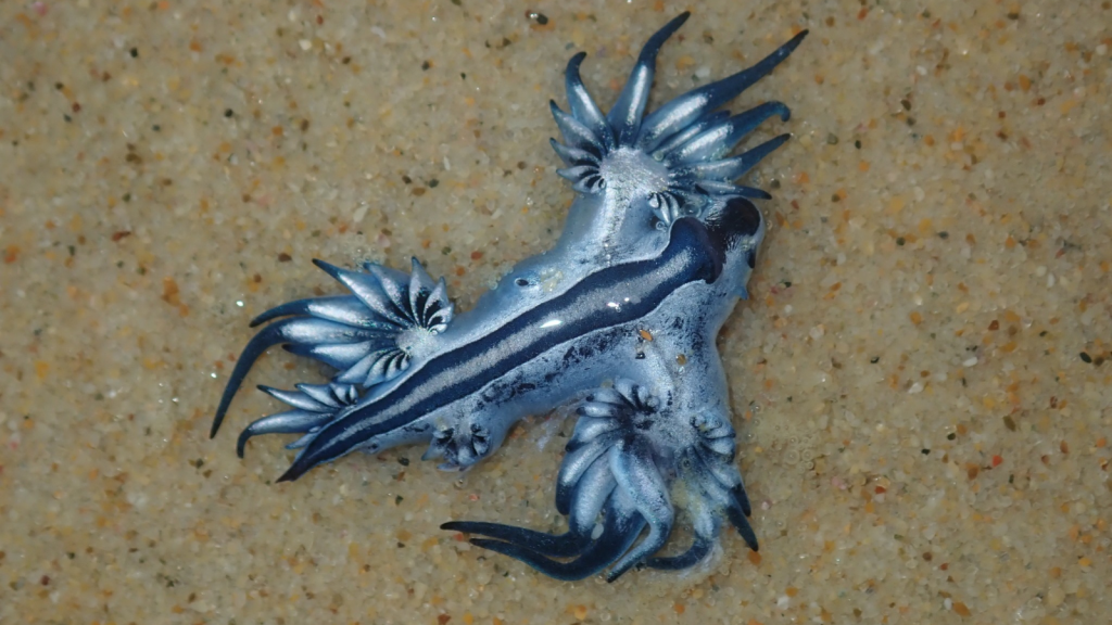 Blue Sea Slug | They're Hermaphrodites