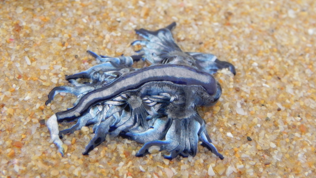 Blue Sea Slug | They're Venomous