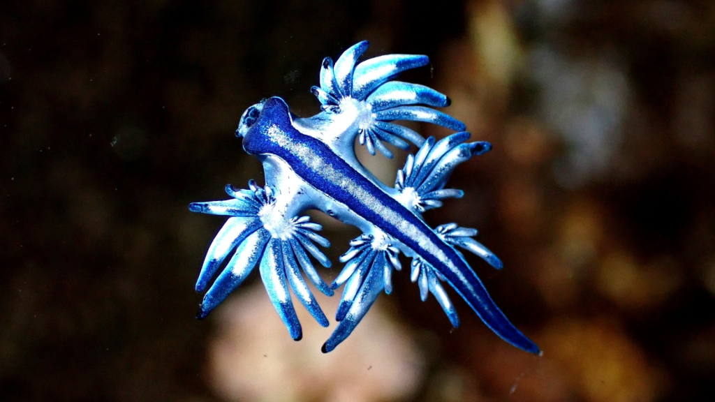 Blue Sea Slug | They Have Poor Vision