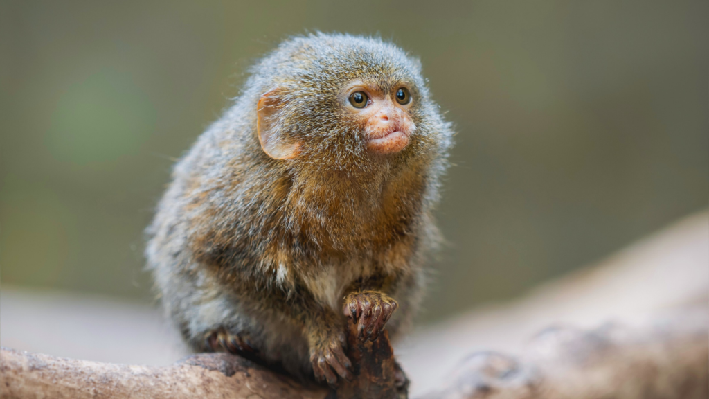 Roosmalens' Dwarf Marmoset