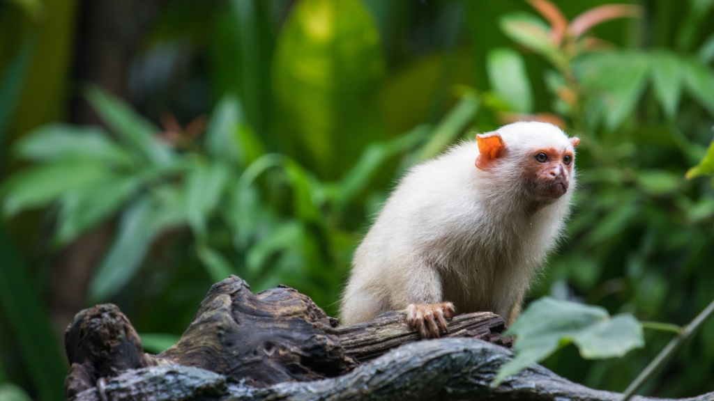 Silvery Marmoset