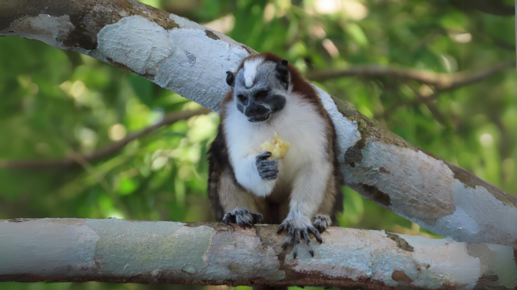 Geoffroy's Tamarin