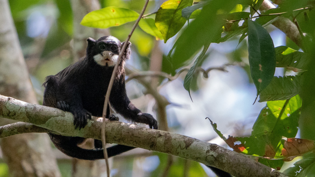 Moustached Tamarin