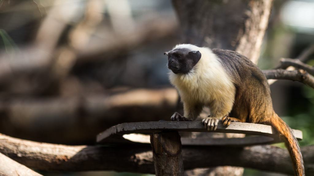 Pied Tamarin