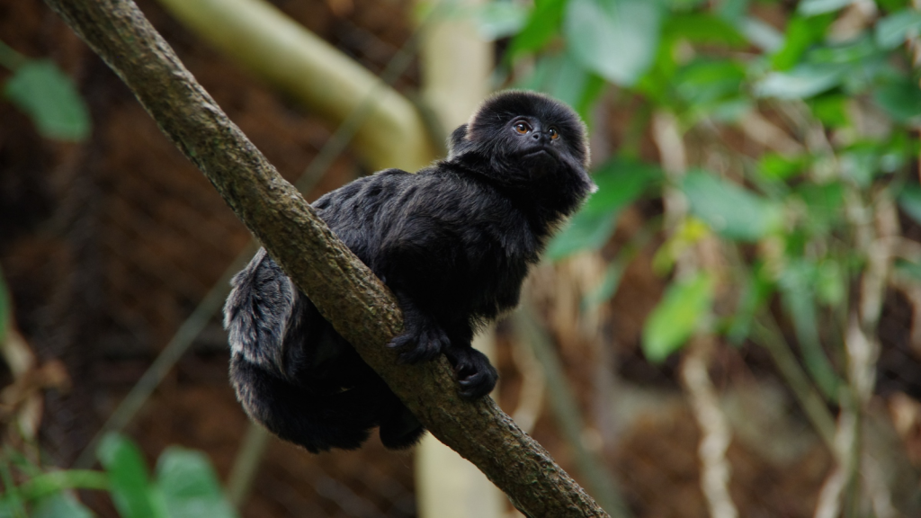 Goeldi's Monkey