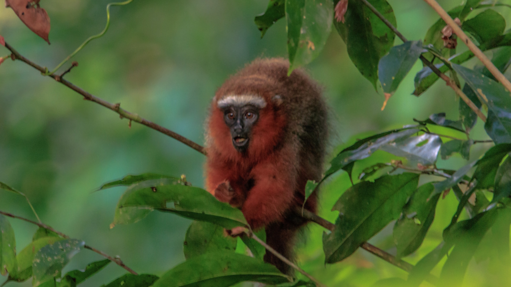 Titi Monkey