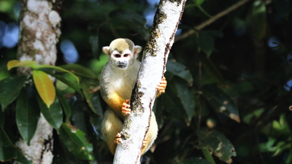 Squirrel Monkey