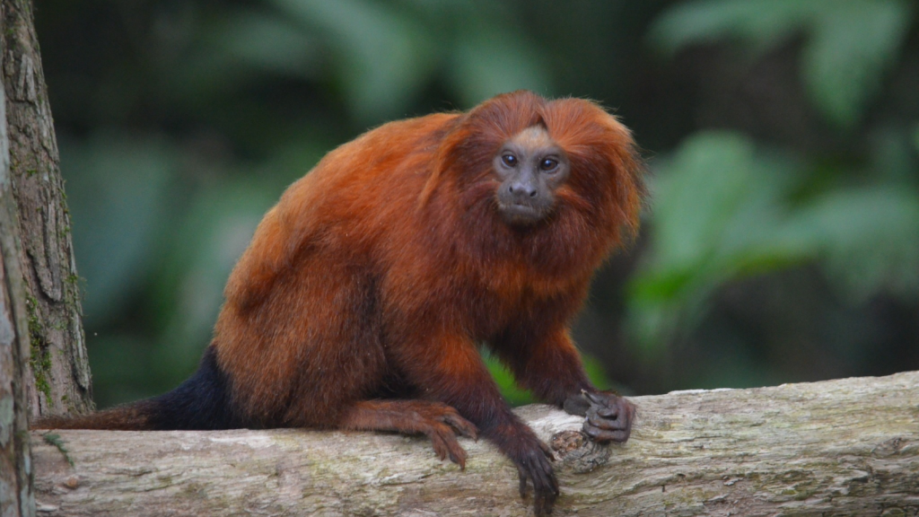 Golden Lion Tamarin